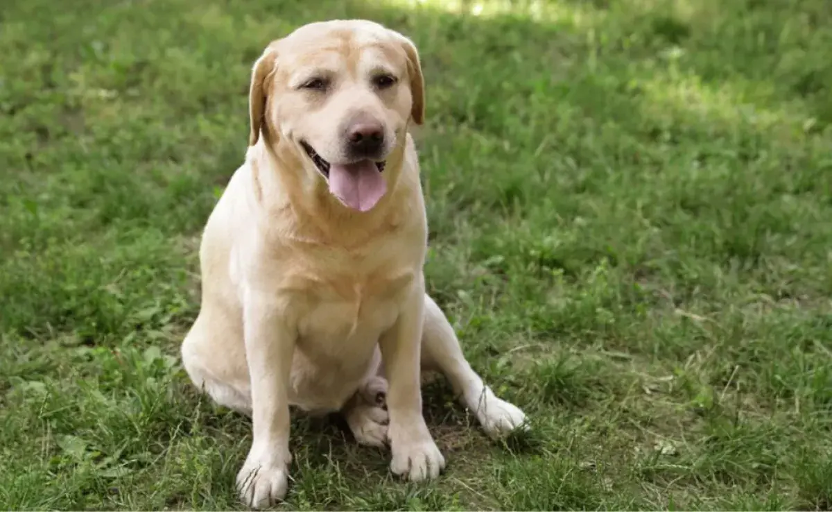 La displasia coxofemoral en perros es una enfermedad que afecta, principalmente, a los animales de porte grande: conoce más en este artículo