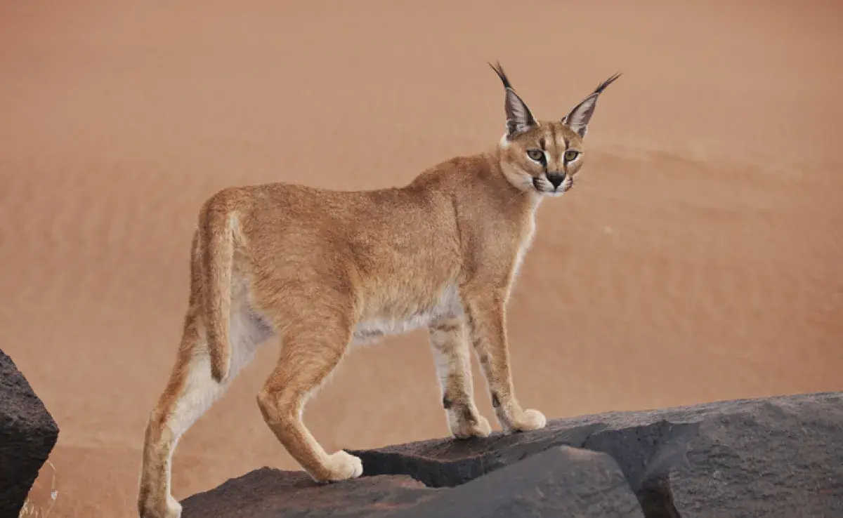 El caracal es una especie que, cruzada con un abisinio, puede dar lugar a un gato caracal doméstico.