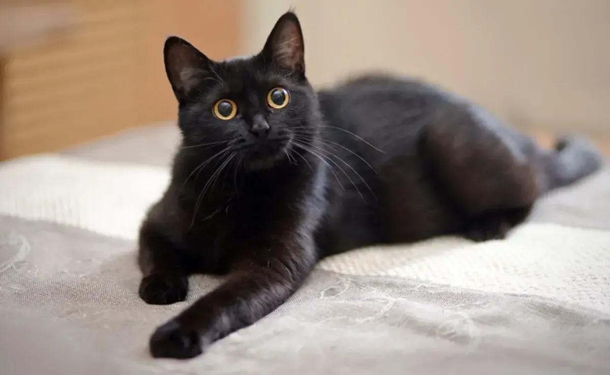 Los nombres para gatos negros pueden reflejar el color del pelo del animal