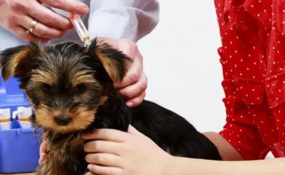 Infórmate sobre los cuidados que debes tener durante este periodo con tu cachorro