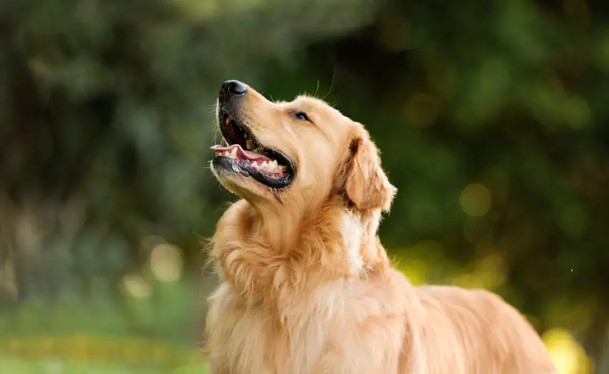 Antialérgico para perro: aprende cuándo usar el medicamento para cuidar al animal.