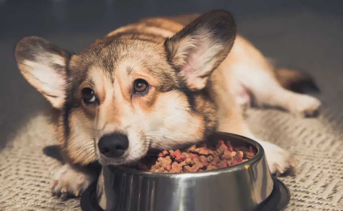 El perro con estreñimiento puede perder el apetito y estar apático