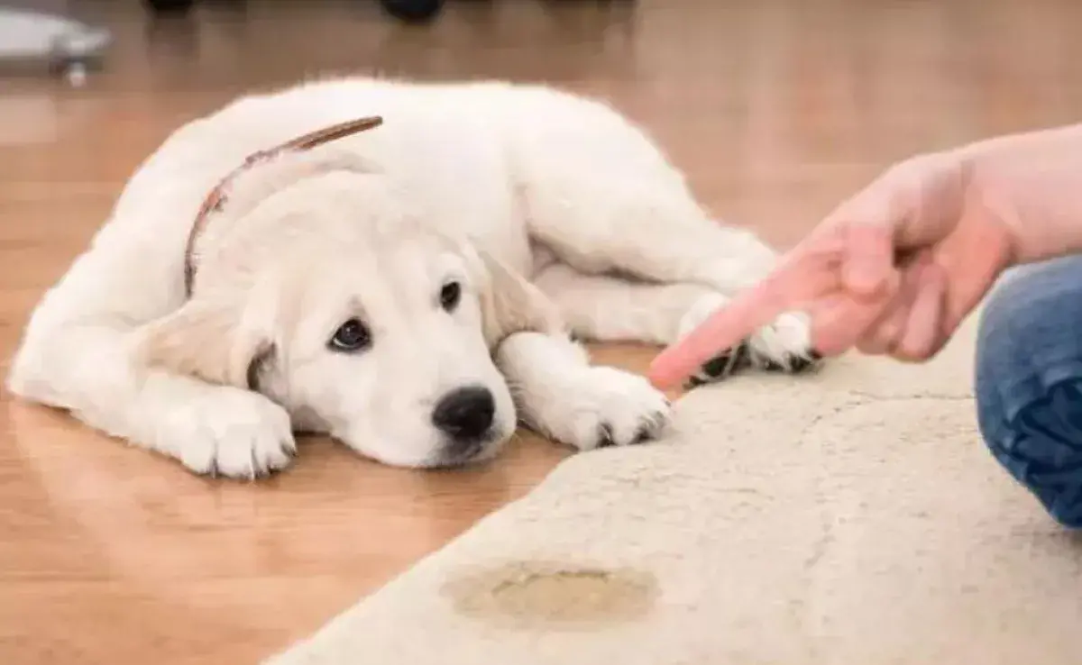 Que el perro haga pis fuera de lugar puede ocurrir por diferentes motivos. ¡Aprende más!