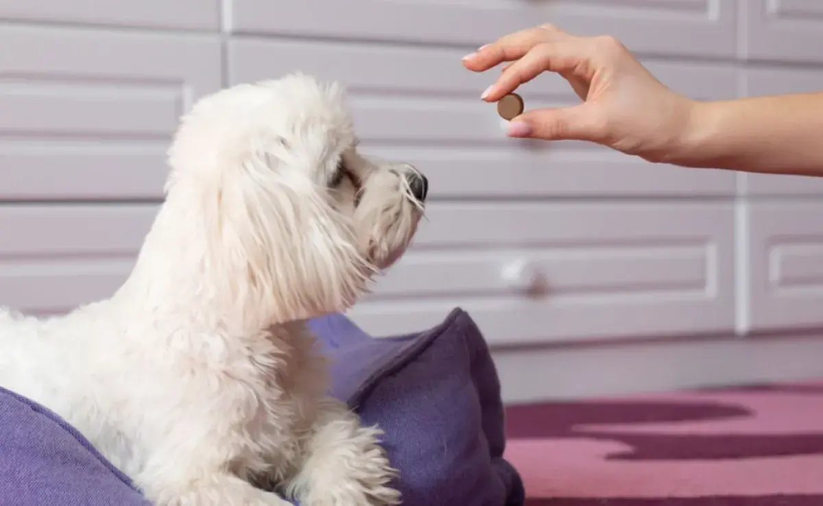 El remedio para parásitos de perro debe darse en un intervalo de 3 a 6 meses cuando el animal es adulto