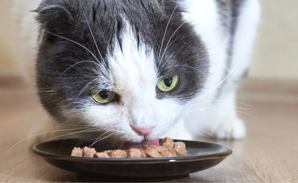 El saché para gatos es un alimento completo que trae varios beneficios para la salud felina