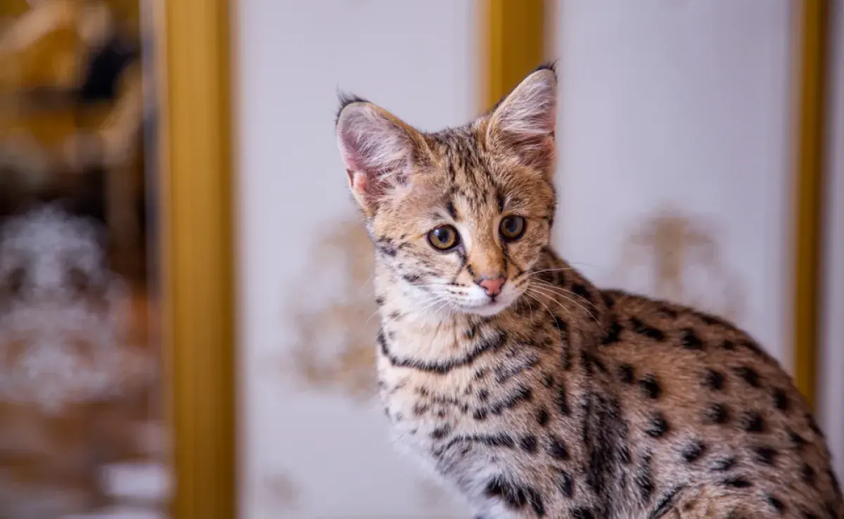 Gato Savannah o Gato de la Sabana: ¡da lo mismo como lo escribes! Estos animalitos son lindos y también una de las razas más caras del mundo