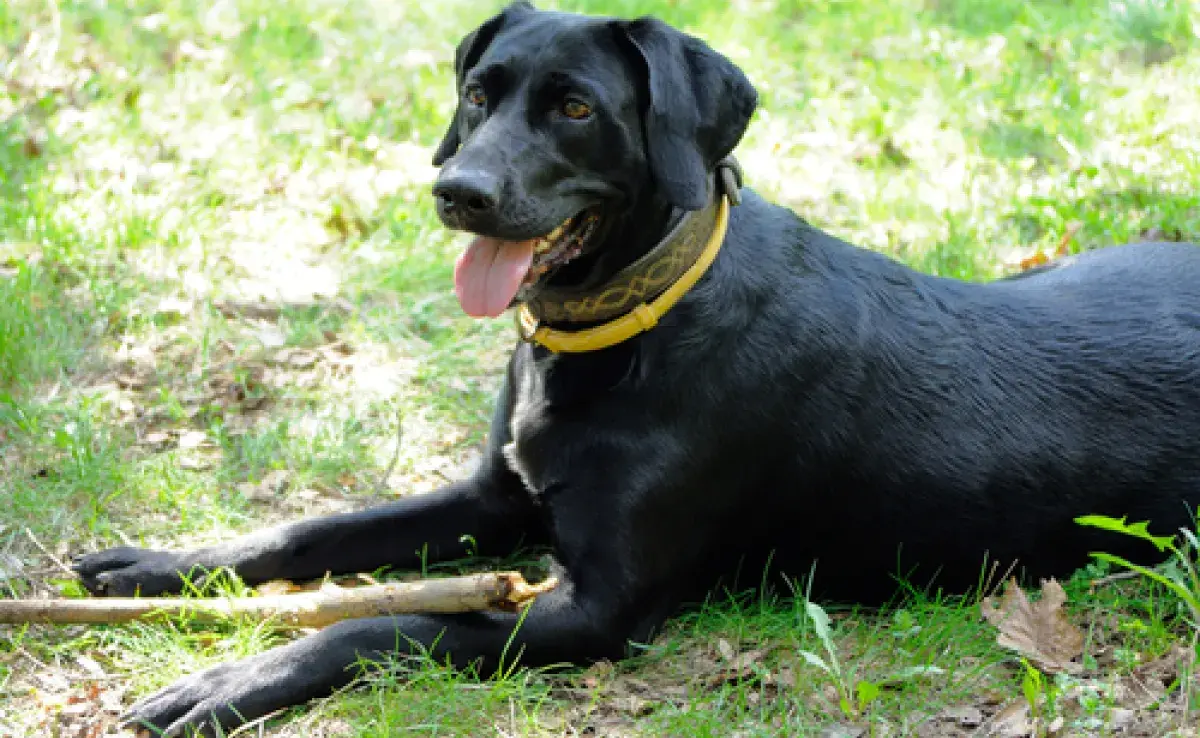 La prevención y el tratamiento de pulgas en el perro necesitan la atención del tutor