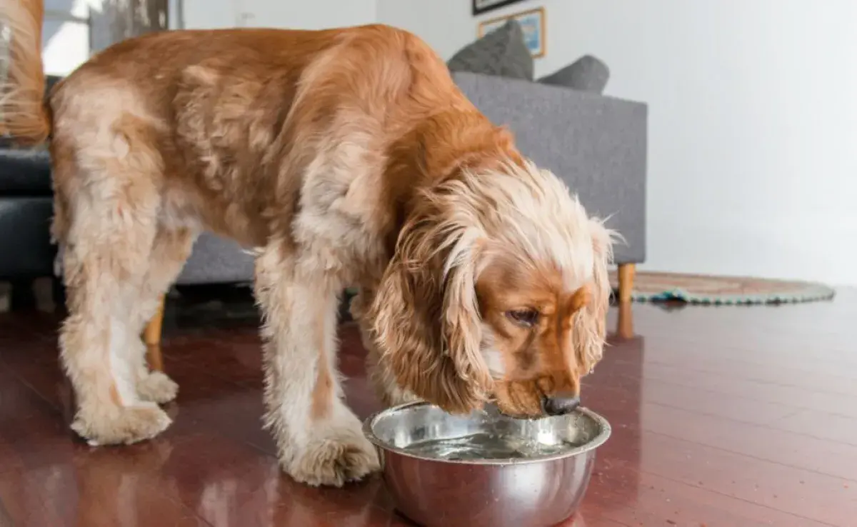 ¡Echa un vistazo a cómo ofrecer el suero casero para perros!