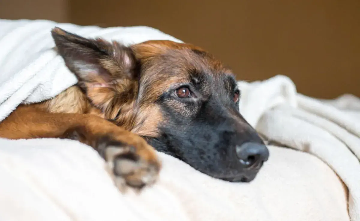 La toxoplasmosis en perros es una enfermedad que requiere atención. Más información sobre la enfermedad