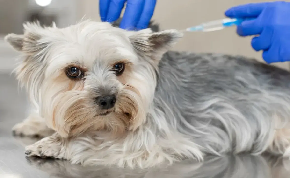 La vacuna contra la rabia es fundamental para prevenir una de las enfermedades más graves que pueden afectar a los perros