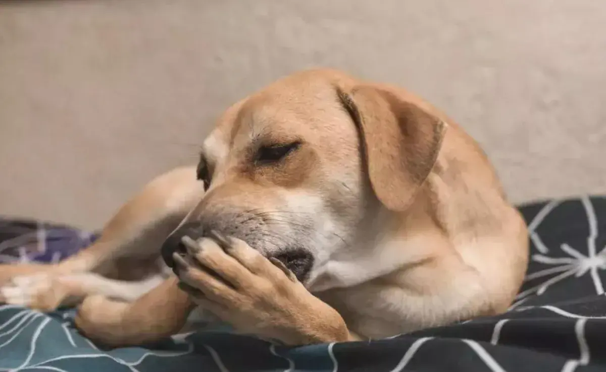 El perro que se lame mucho necesita atención