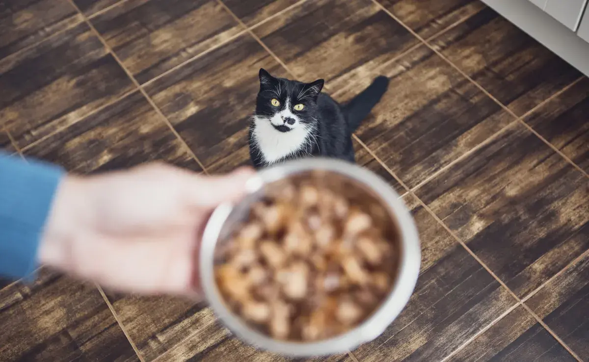 Cuando el gato se cansa de la ración, es hora de ofrecerle otras opciones