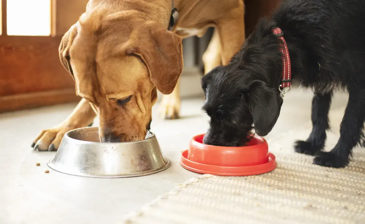 Puedes darle sachet al perro todos los días, pero es importante estar atento a algunos detalles