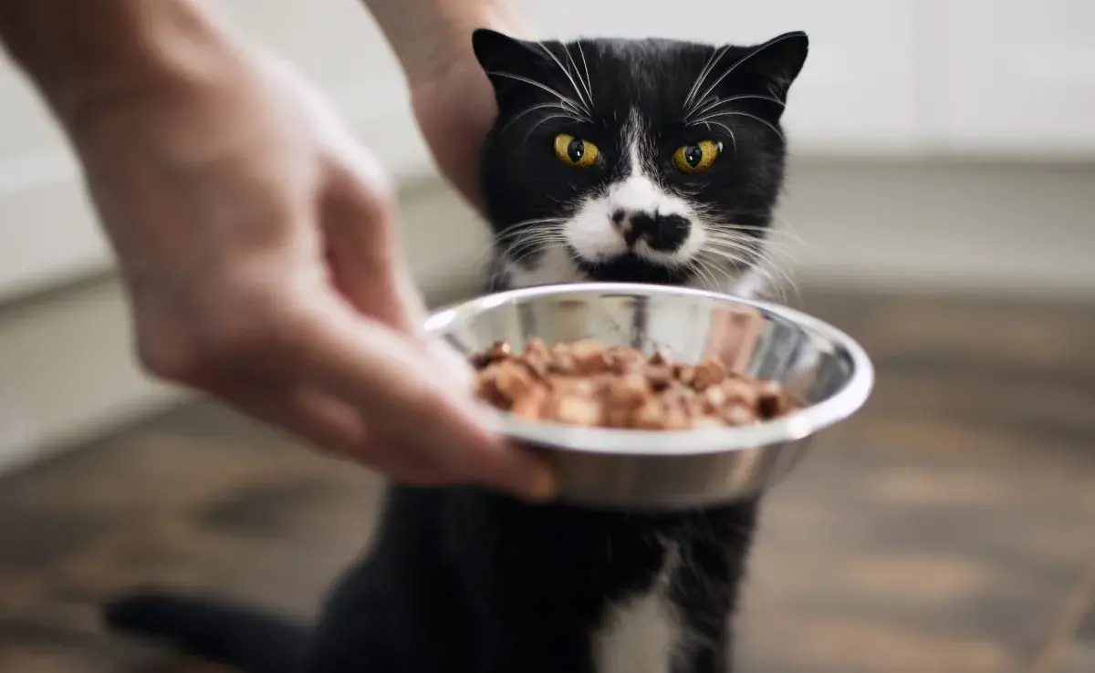 El sachets para gatos renales debe tener cantidad adecuada de fósforo