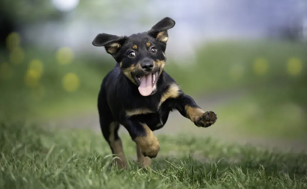 Cachorro: descubre la forma de no traumar a tu perrito