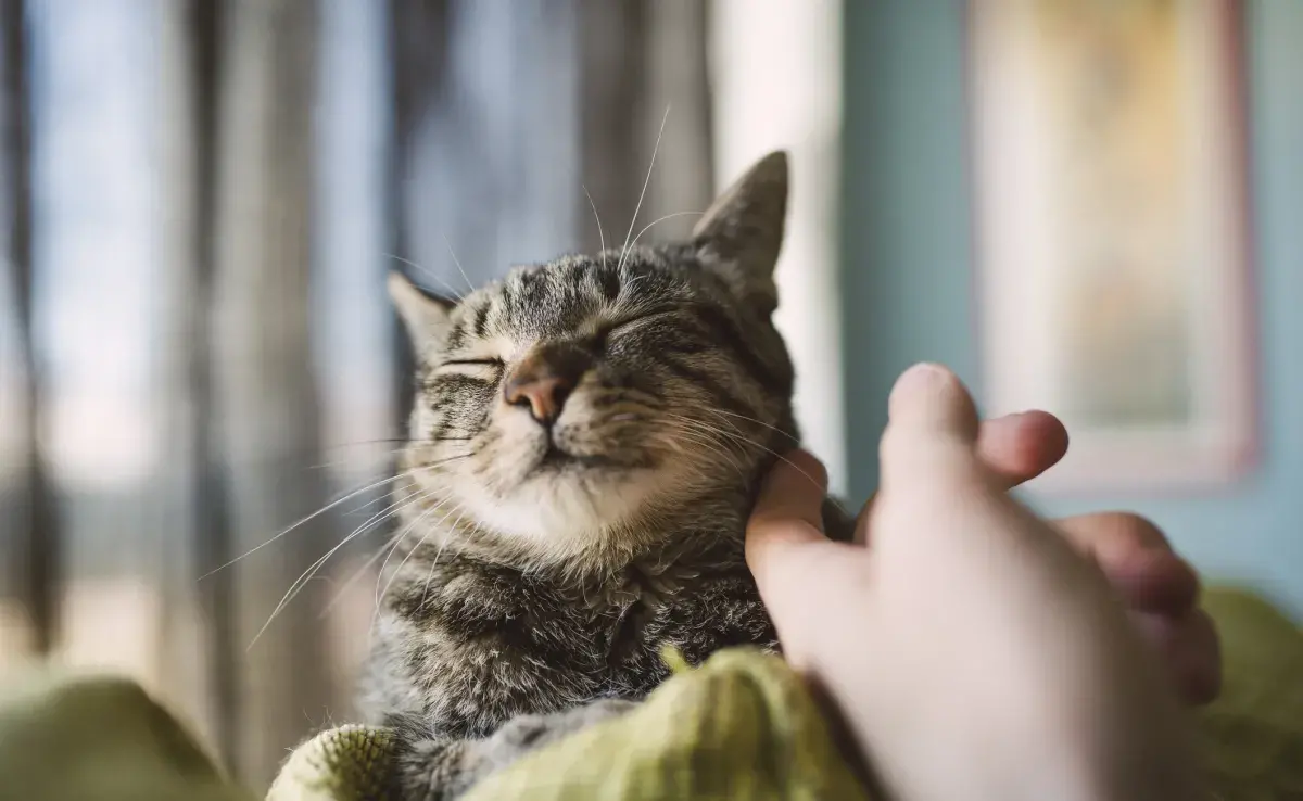 Un gato que necesita cariño, dócil y compañero, puede ser de diversas razas, ¡inclusive sin ninguna raza definida!