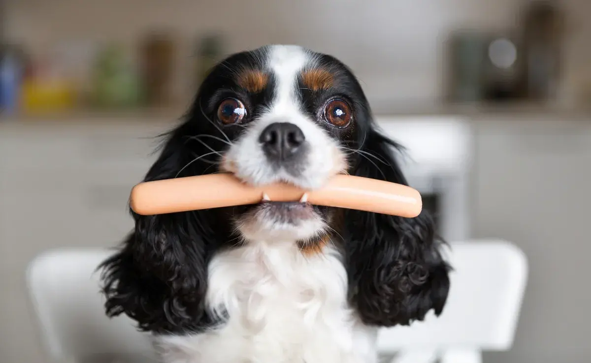 ¿Te preguntaste alguna vez si el perro puede comer salchicha? La respuesta es no