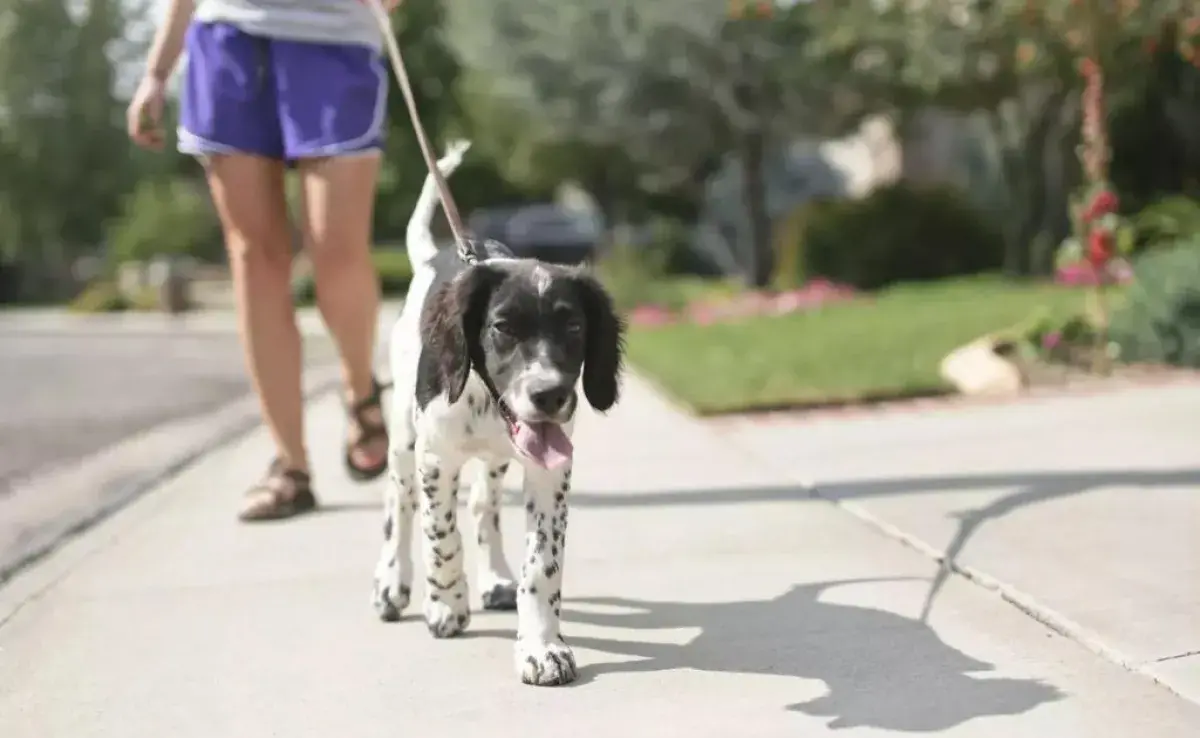 Pasear al perro es un cuidado importante para mantener la salud física y mental de la mascota