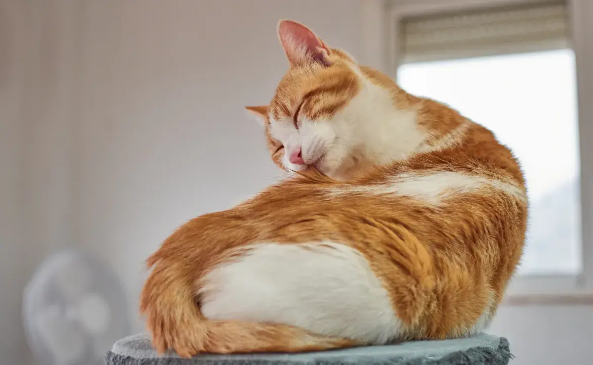 El “baño de gato” es suficiente para mantener limpita a la mascota