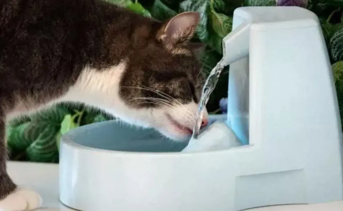 La fuente de agua estimula al gato a beber más agua a lo largo del día