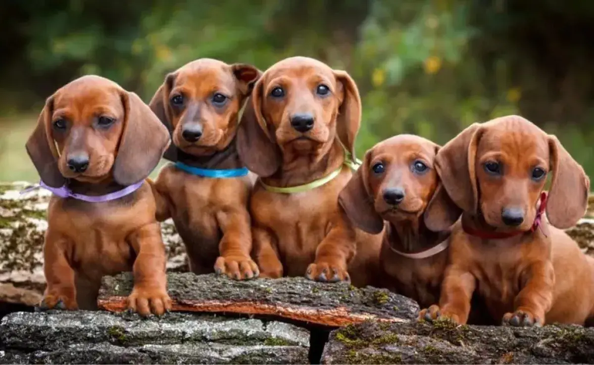 El perro Dachshund es el candidato perfecto para ser tu mejor amigo