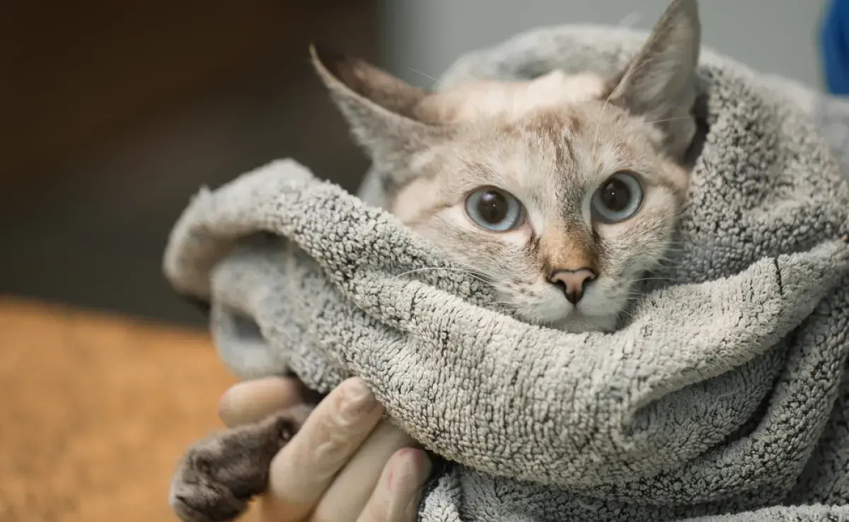 Aprende a descubrir si el gato tiene fiebre