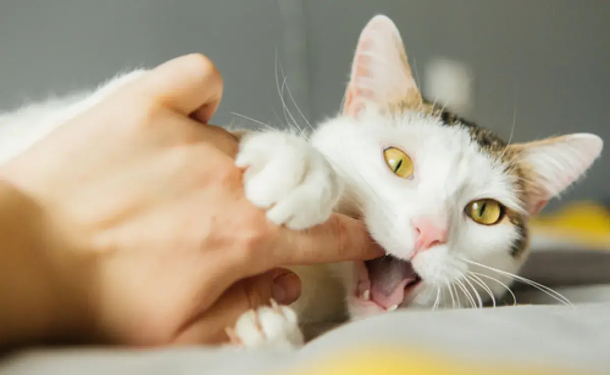 Mordida de gato: ¿sabías que existen varias razones que explican este comportamiento? ¡Entiéndelo!