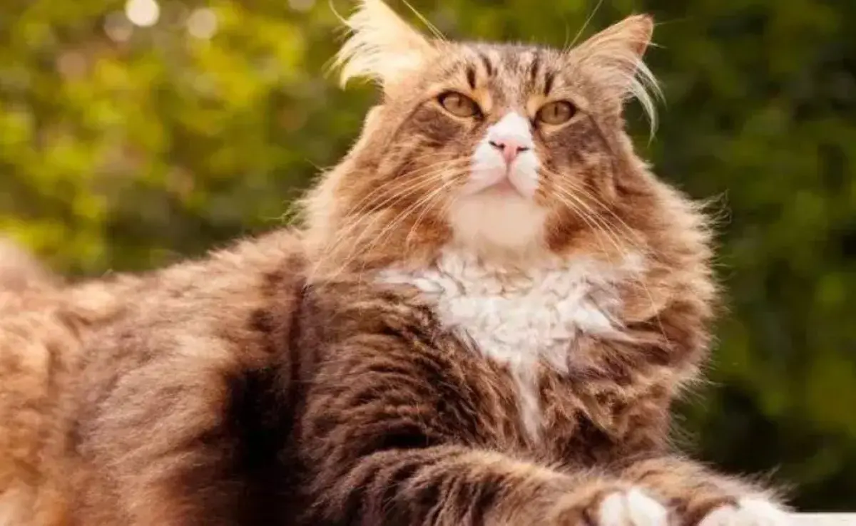 El Maine Coon es un gato que parece un león por su tamaño y pelaje