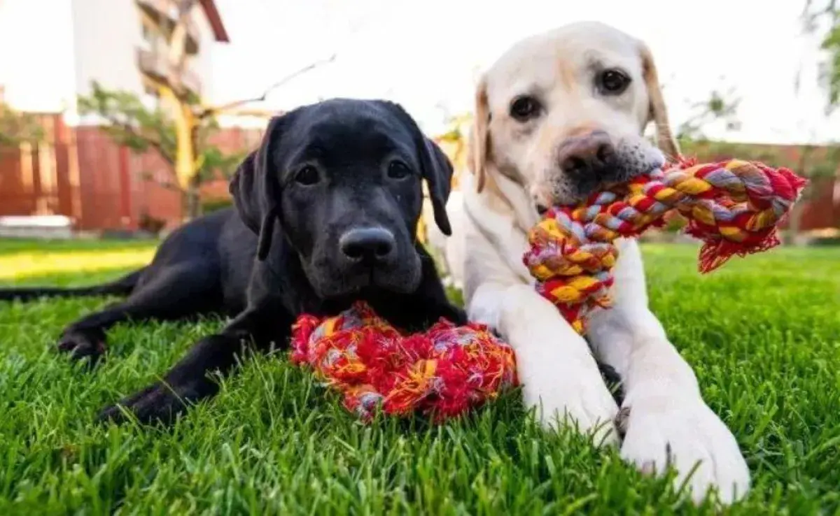 Nombre de perro: algunas sugerencias para llamar a su nuevo amigo de cuatro patas