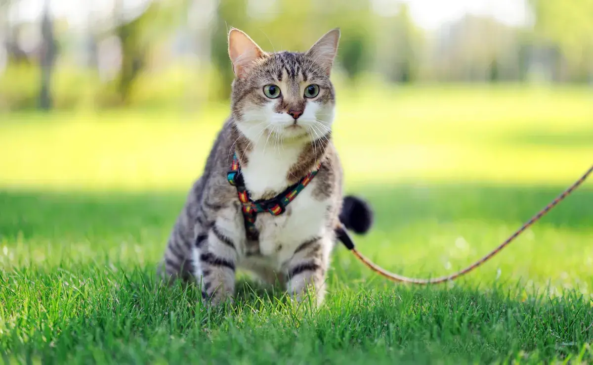 Sacar a pasear al gato debe ser un momento relajante, por eso, no fuerces al animal