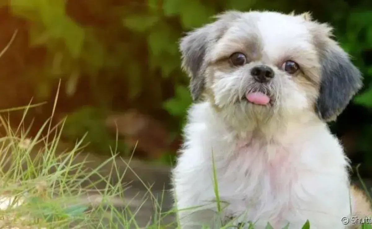 El perro Shih Tzu es dócil y compañero