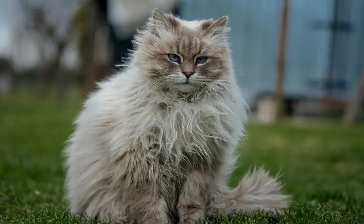 Estos gatos tienen cara de malo, pero en verdad son puro amor