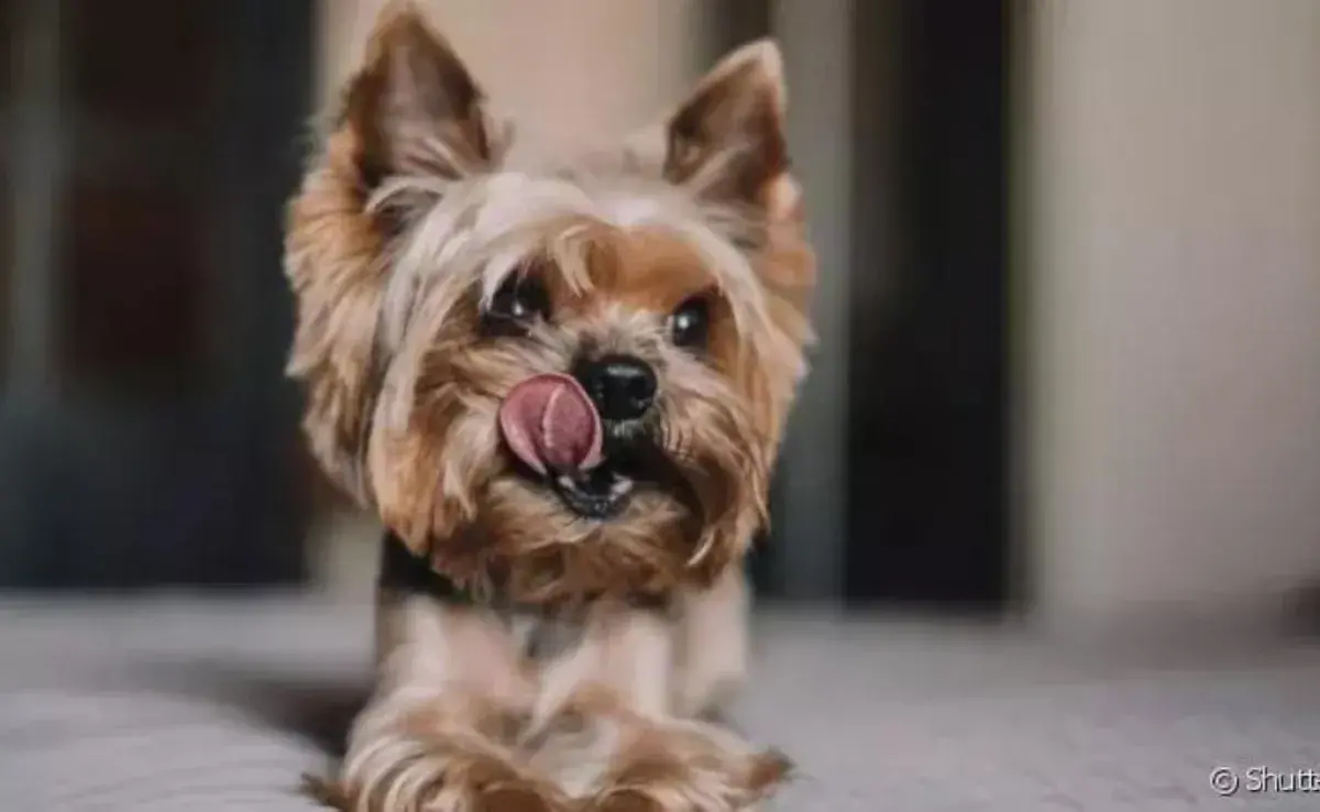 El Yorkshire es un pequeño peludo que conquista corazones