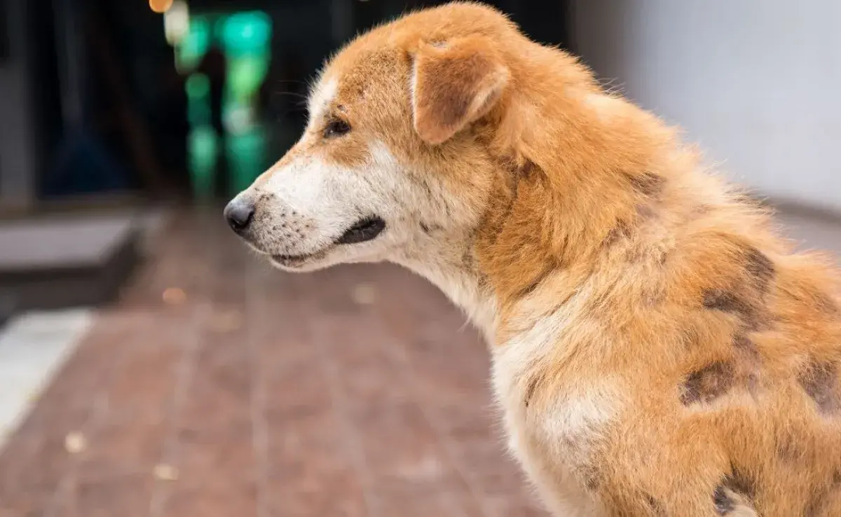 Sarna en perros, ¿cuál es su tratamiento?