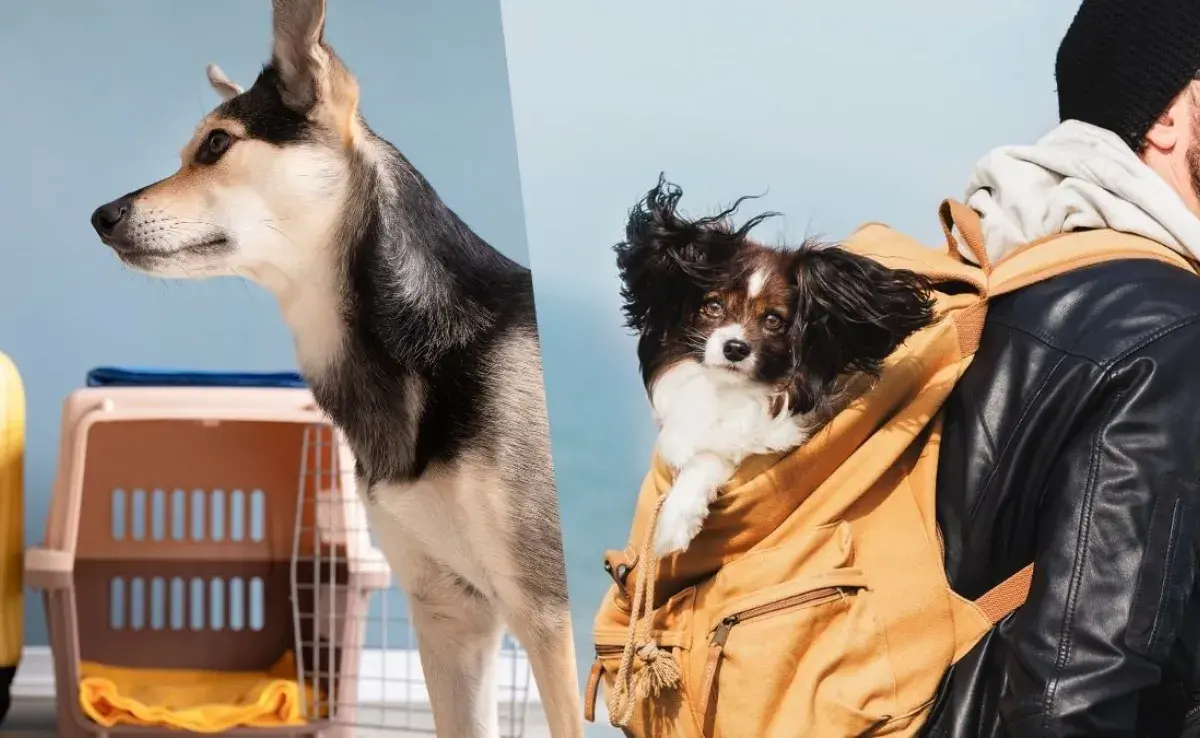 Mochila para perros vs. Jaula para perros ¿Qué es mejor?