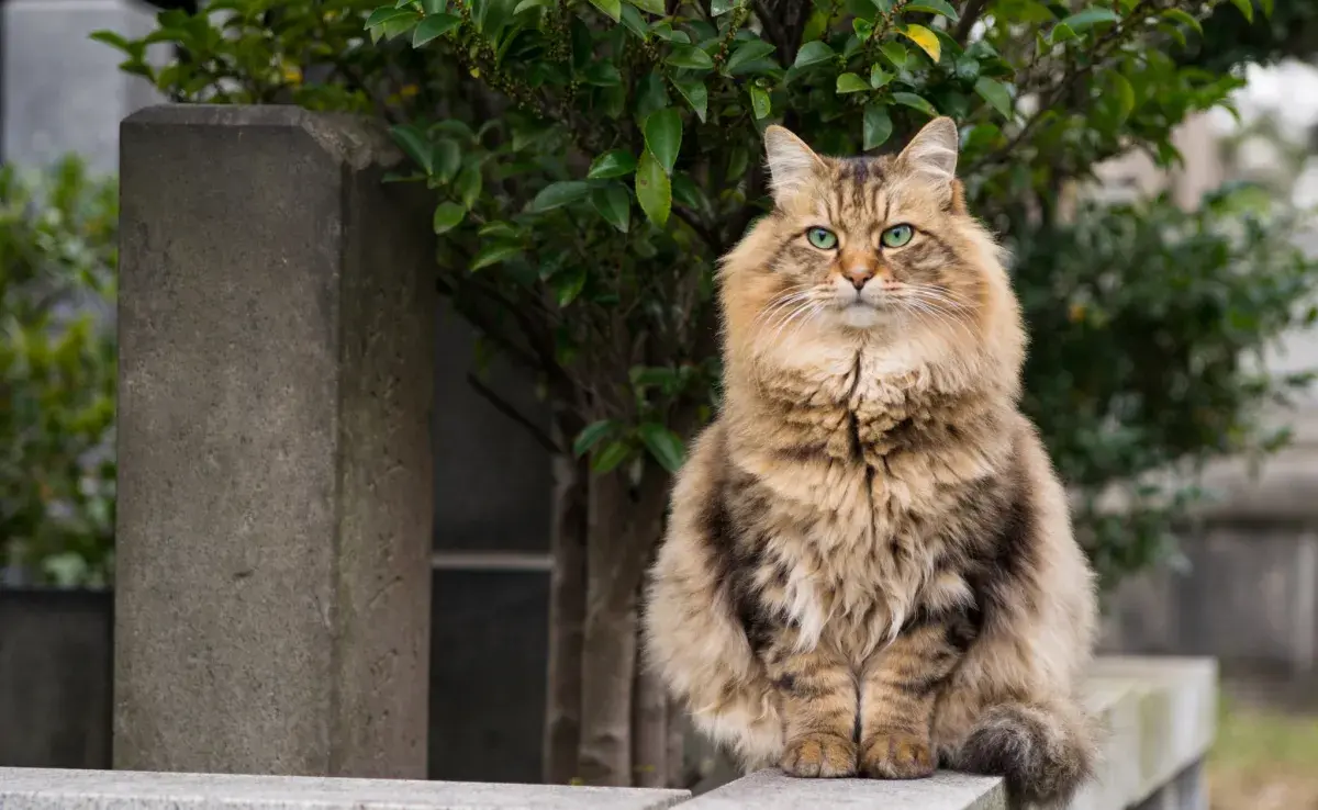 El gato siberiano llama la atención por su pelaje exuberante