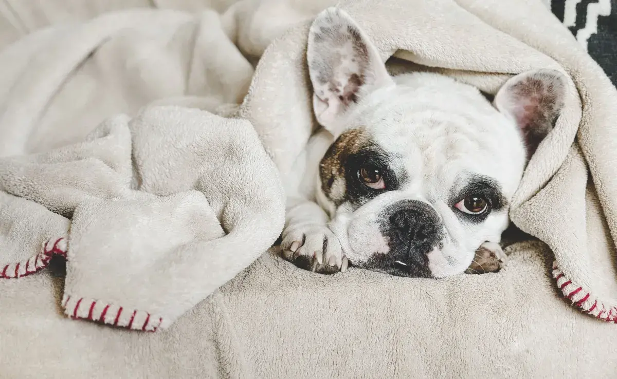 El dolor de estómago canino puede prevenirse con sencillos hábitos y tratarse de varias formas, dependiendo de su causa