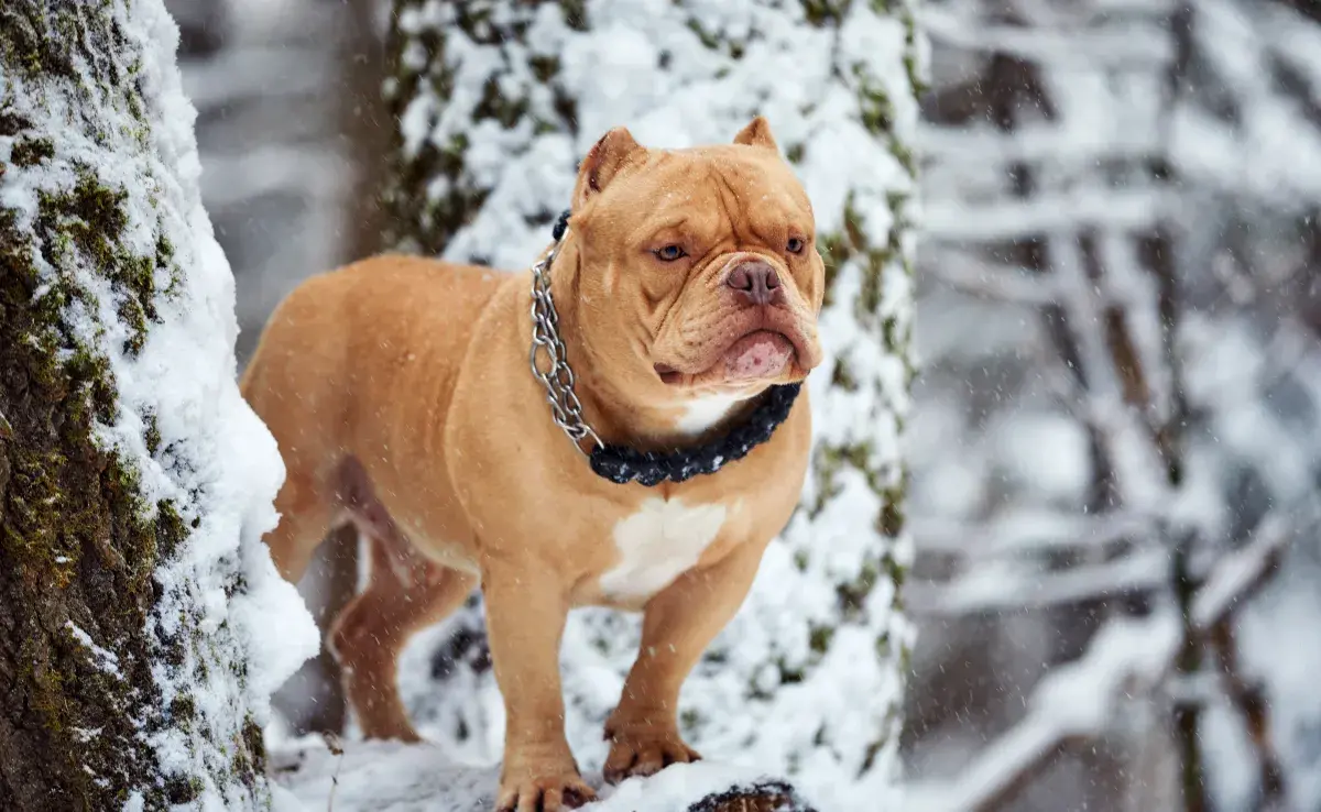 Tipos de correas para perros ¿Cómo elegir la adecuada?