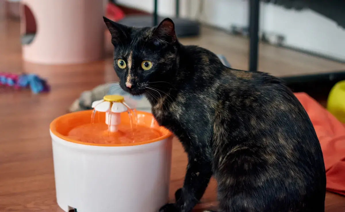 Fuente de agua para gatos