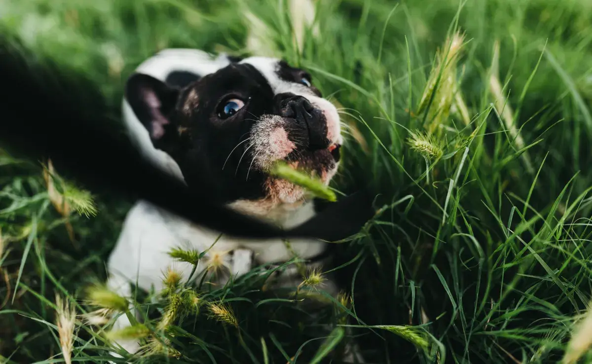 ¿Por qué los perros comen pasto?