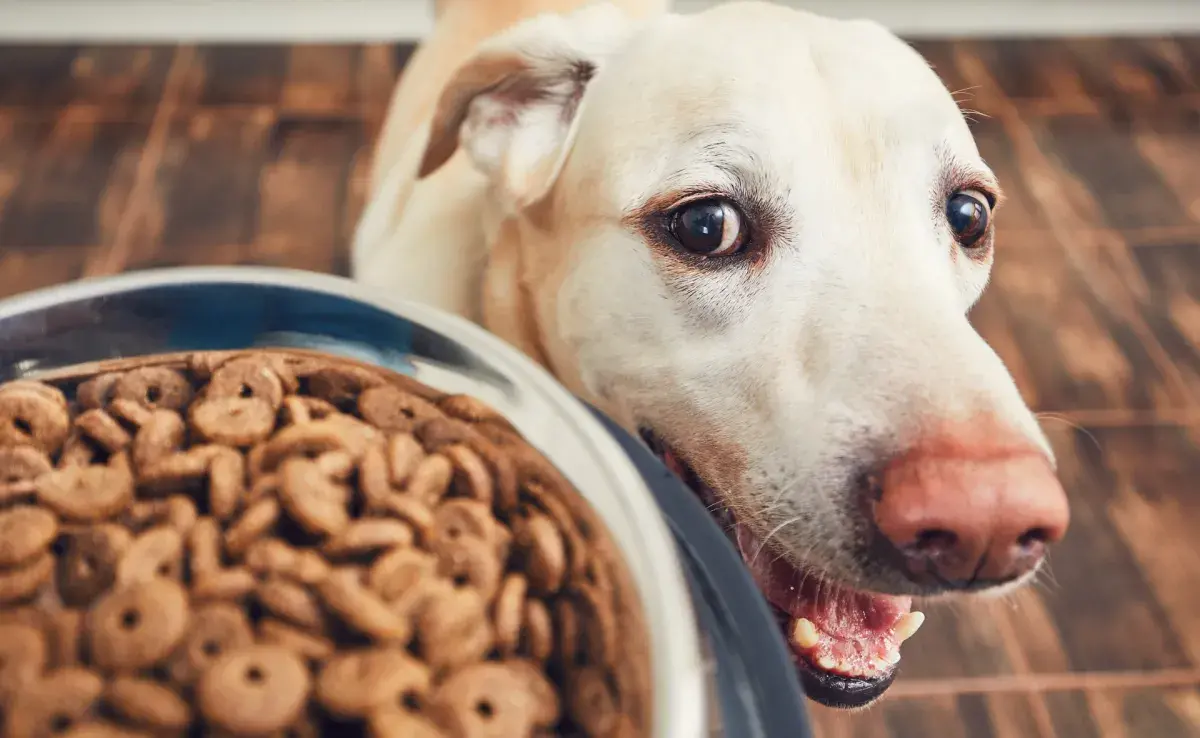 Tipos de plato para perro