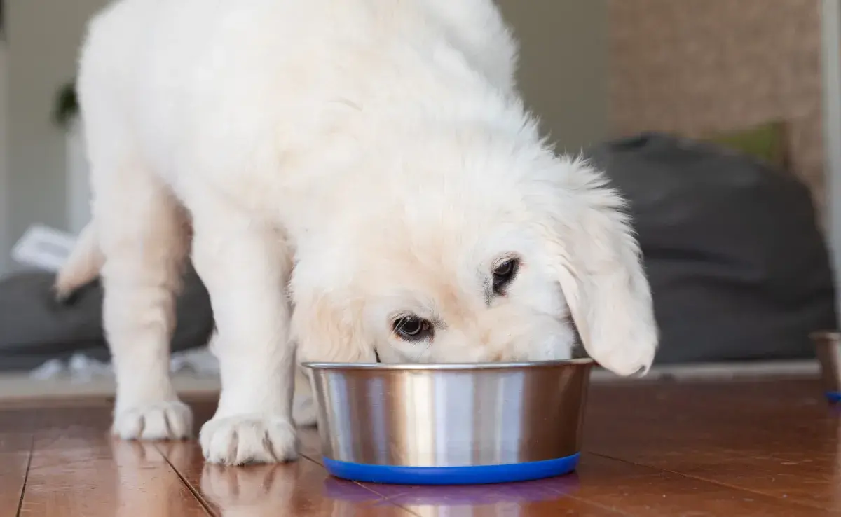 Los cachorros pasan por varias transiciones alimentarias hasta llegar a la edad adulta