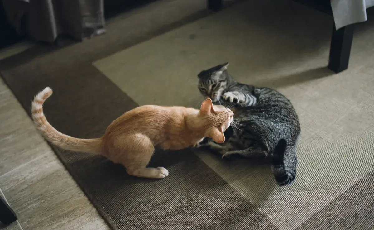 Identificar si los gatos pelean o juegan no siempre es fácil