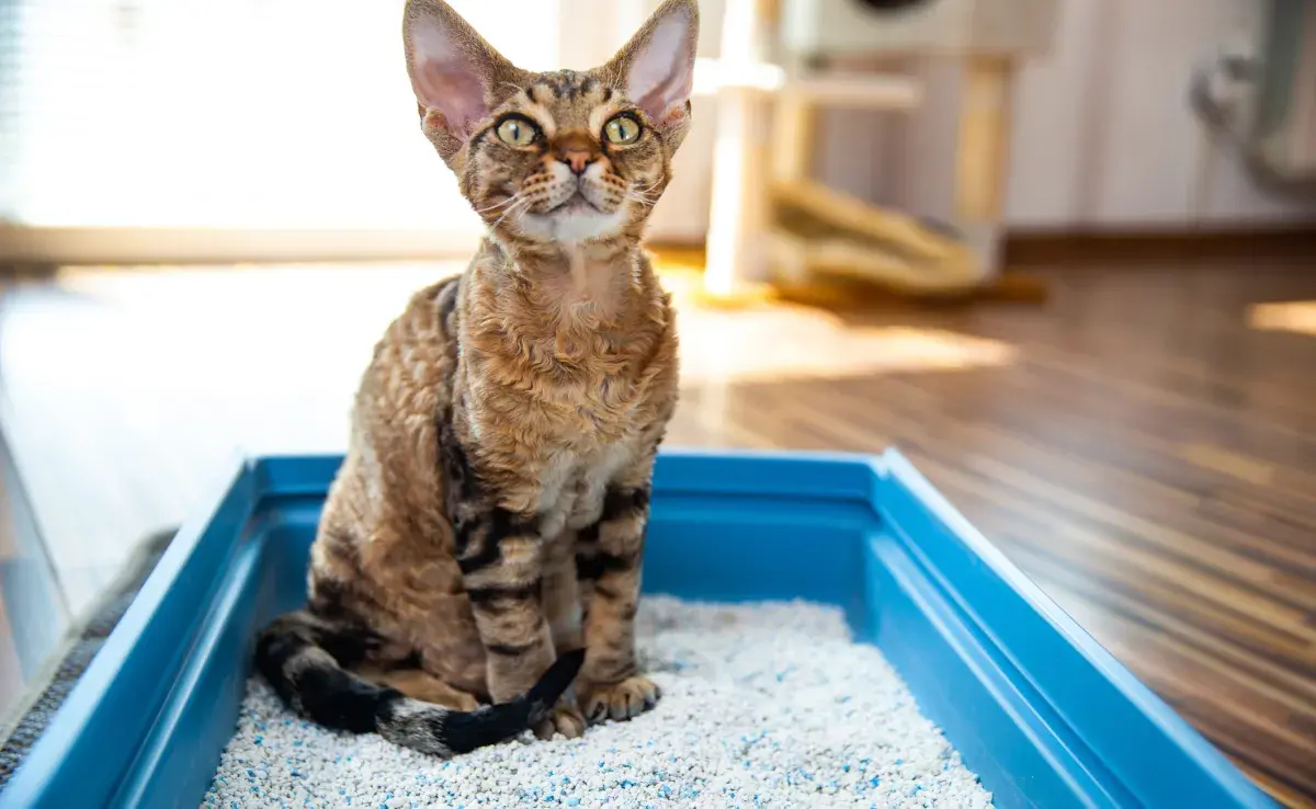 Elegir una buena arena para gato no es tan difícil, pero es necesario evaluar ventajas y desventajas de cada tipo de producto