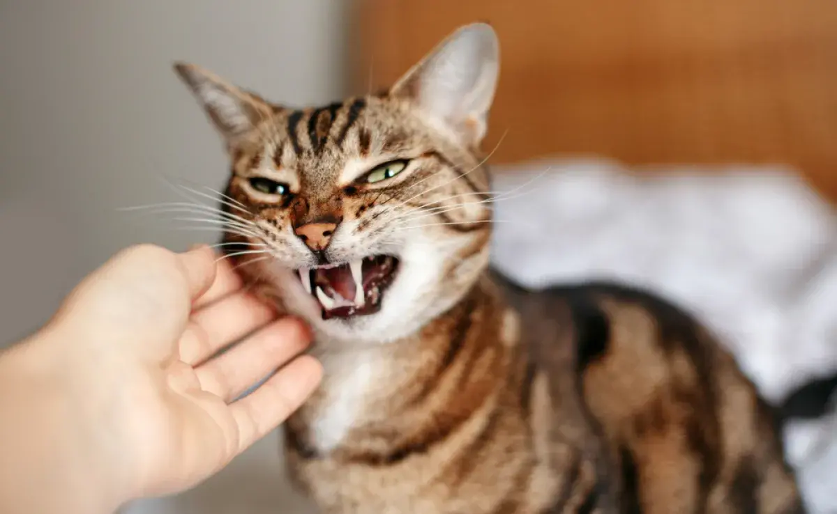 Saber cómo desestresar a un gato va a garantizarle una vida más feliz y larga