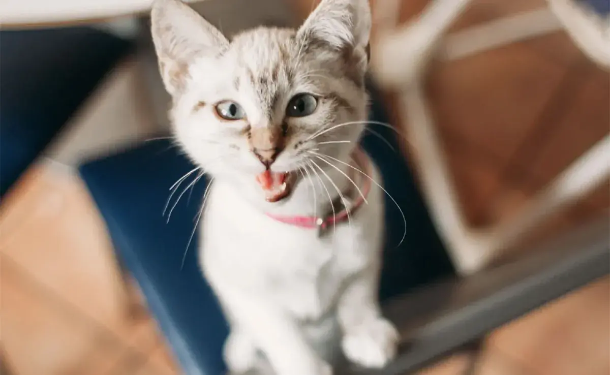 El cachorrito de gato maúlla mucho durante la adaptación a su nuevo hogar