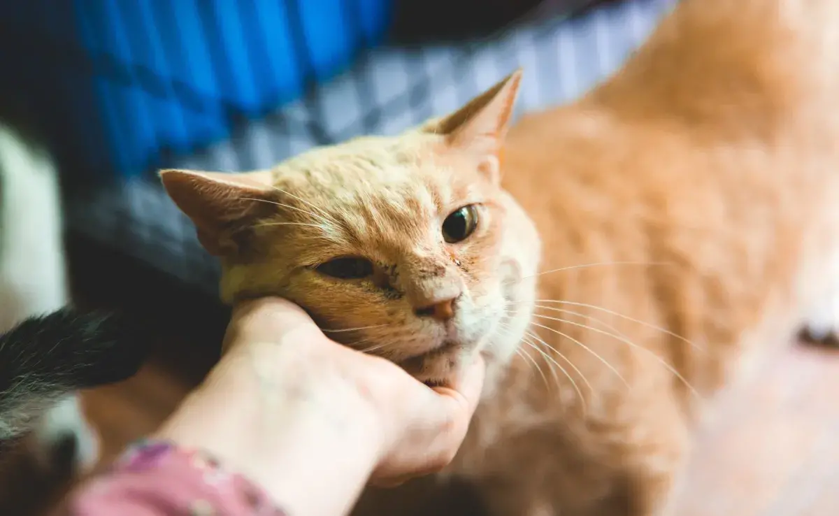 personalidad del gato naranja