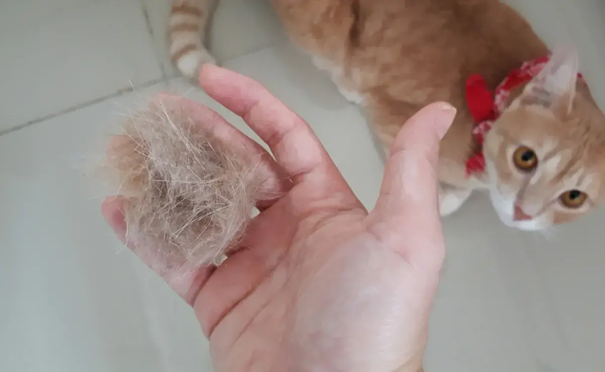 Las bolas de pelo en gatos pueden generar varios problemas de salud