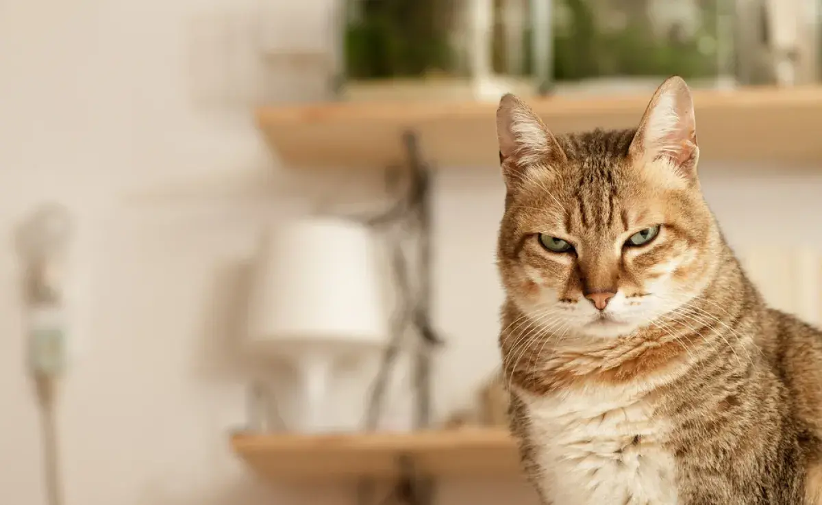 ¡Mi gato me odia!: a veces, las señales son muy claras