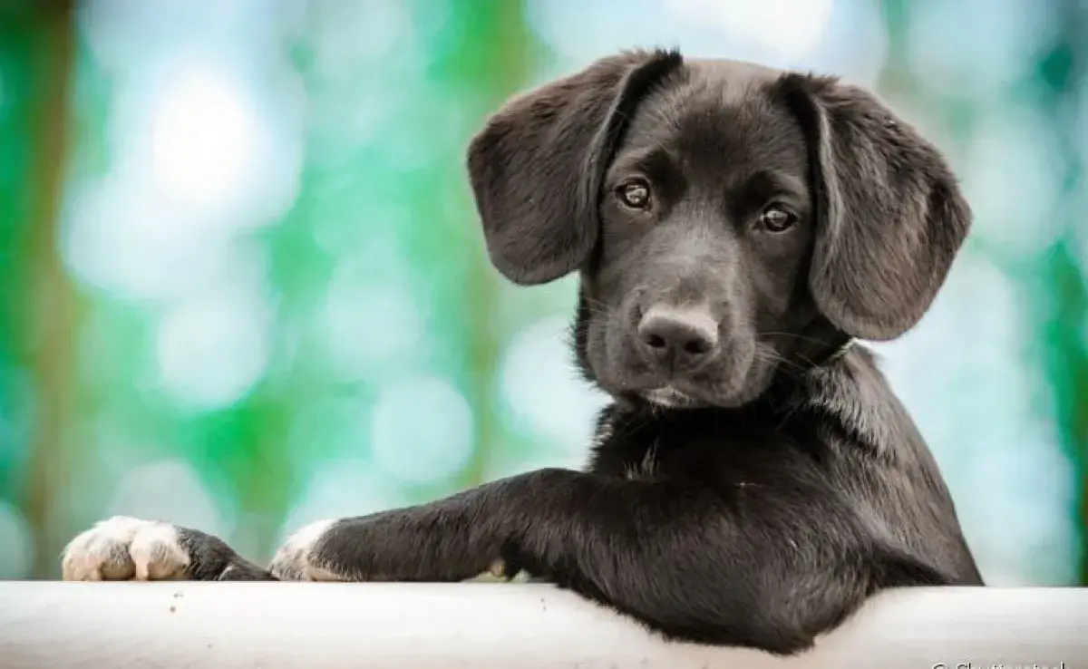 Soñar con perros: ¿qué significa? ¡Echa un vistazo a las posibles interpretaciones!